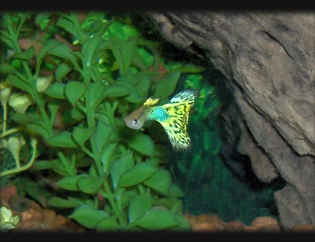 freshwater fish - poecilia reticulata - lemon cobra guppy stocking in 30 gallons tank - Guppy freshwater fish - poecilia reticulata - lemon cobra guppy stocking in 30 gallons tank - Guppy
