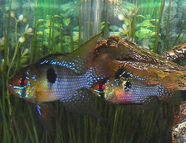 freshwater fish - papiliochromis ramirezi - german blue ram stocking in 30 gallons tank - German Blue Ram pair freshwater fish - papiliochromis ramirezi - german blue ram stocking in 30 gallons tank - German Blue Ram pair