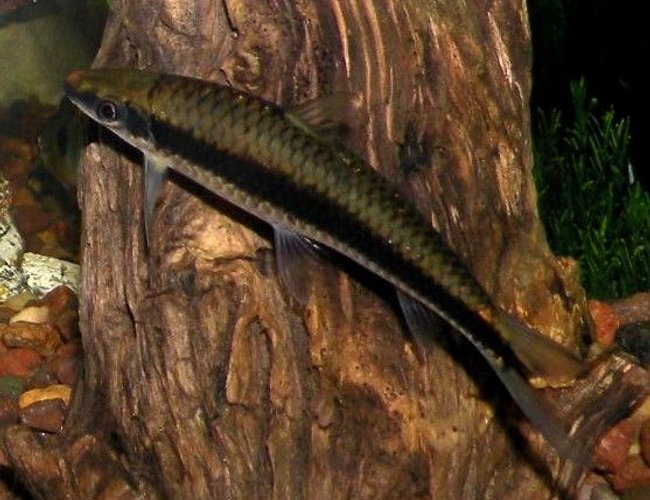 freshwater fish - crossocheilus siamensis - siamese algae eater stocking in 30 gallons tank - Siamese Algae Eater freshwater fish - crossocheilus siamensis - siamese algae eater stocking in 30 gallons tank - Siamese Algae Eater
