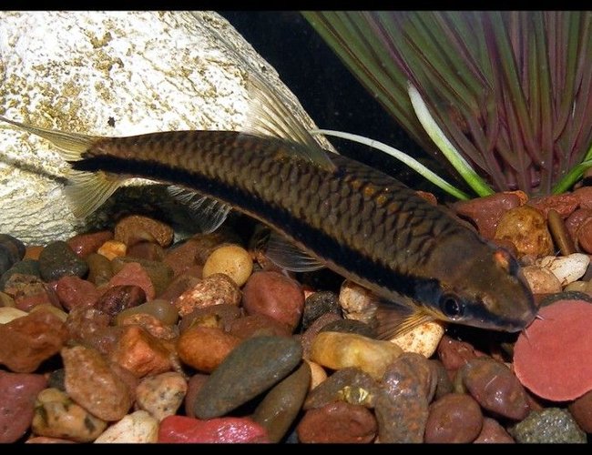 freshwater fish - crossocheilus siamensis - siamese algae eater stocking in 30 gallons tank - Siamese Algae Eater freshwater fish - crossocheilus siamensis - siamese algae eater stocking in 30 gallons tank - Siamese Algae Eater