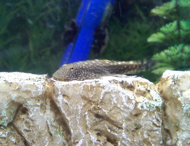 freshwater fish - beaufortia kweichowensis - butterfly hillstream loach stocking in 14 gallons tank - Hillstream Loach / Borneo Sucker doing his job. freshwater fish - beaufortia kweichowensis - butterfly hillstream loach stocking in 14 gallons tank - Hillstream Loach / Borneo Sucker doing his job.