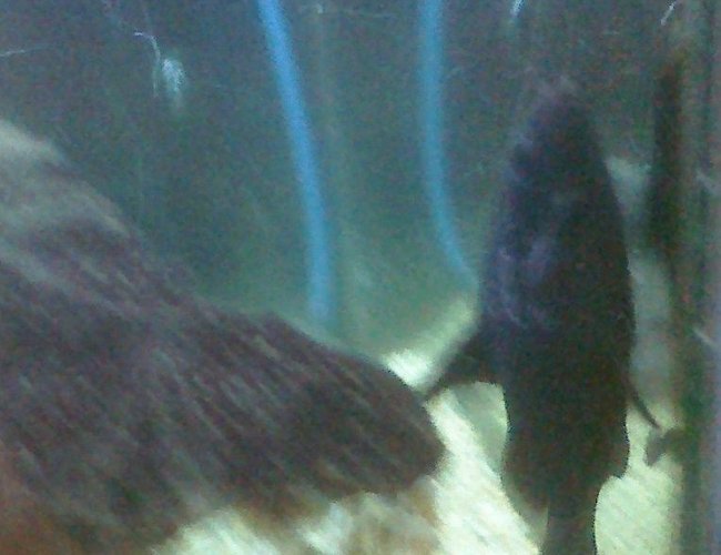 freshwater fish - mystus leucophasis - upside down cat, black stocking in 55 gallons tank - upside down cat fush freshwater fish - mystus leucophasis - upside down cat, black stocking in 55 gallons tank - upside down cat fush