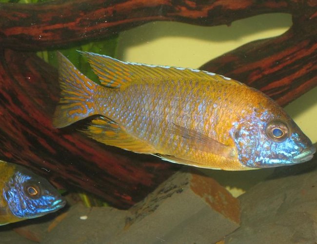 freshwater fish - aulonocara sp. - german red peacock stocking in 60 gallons tank - Peacock cichlid freshwater fish - aulonocara sp. - german red peacock stocking in 60 gallons tank - Peacock cichlid