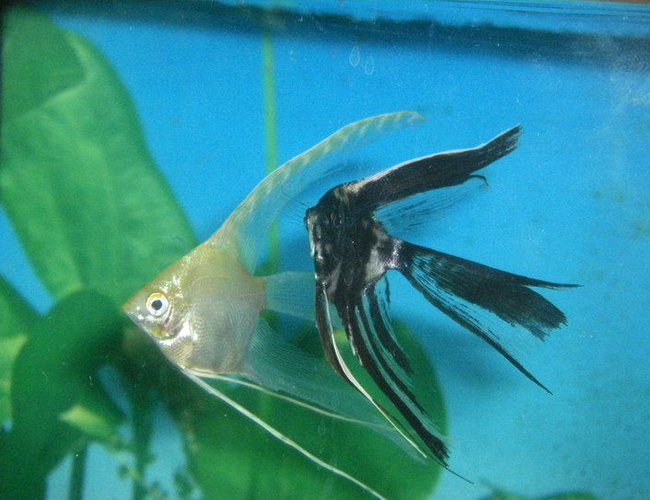 freshwater fish - pterophyllum sp. - gold veil angel stocking in 40 gallons tank - My 2 veil tail angel fish. I hope the become a mating pair!! freshwater fish - pterophyllum sp. - gold veil angel stocking in 40 gallons tank - My 2 veil tail angel fish. I hope the become a mating pair!!