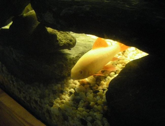 freshwater fish - epalzeorhynchos frenatus - albino rainbow shark stocking in 40 gallons tank - Albino rainbow shark in his cave. freshwater fish - epalzeorhynchos frenatus - albino rainbow shark stocking in 40 gallons tank - Albino rainbow shark in his cave.