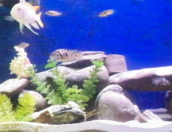 freshwater fish - archocentrus nigrofasciatus - black convict cichlid stocking in 55 gallons tank - 55 gallon freshwater fish - archocentrus nigrofasciatus - black convict cichlid stocking in 55 gallons tank - 55 gallon