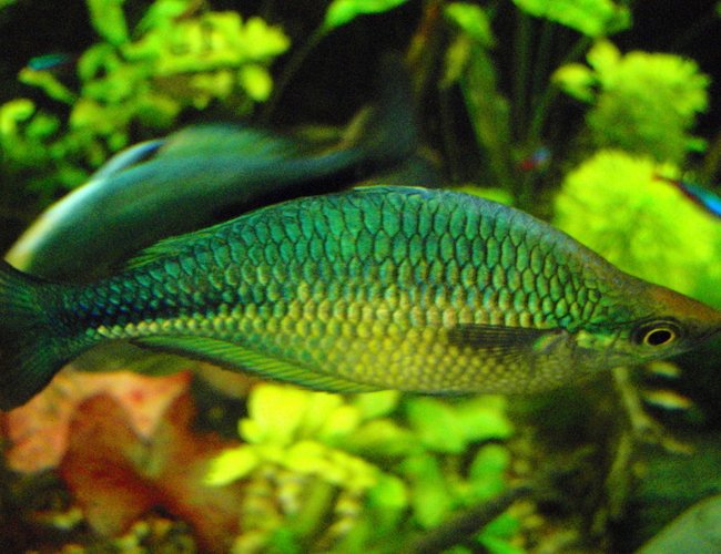 freshwater fish - melanotaenia splendida - australian rainbow stocking in 75 gallons tank - More rainbows, this one has the best flashes when he tries to sweet talk his lady friends. freshwater fish - melanotaenia splendida - australian rainbow stocking in 75 gallons tank - More rainbows, this one has the best flashes when he tries to sweet talk his lady friends.