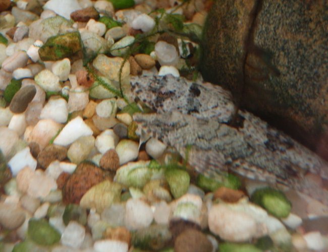 freshwater fish - rineloricaria parva - common whiptail catfish stocking in 75 gallons tank - the whiptails freshwater fish - rineloricaria parva - common whiptail catfish stocking in 75 gallons tank - the whiptails