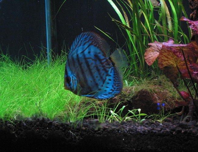 freshwater fish - symphysodon sp. - cobalt blue discus stocking in 75 gallons tank - My blue cobalt discus Patches freshwater fish - symphysodon sp. - cobalt blue discus stocking in 75 gallons tank - My blue cobalt discus Patches