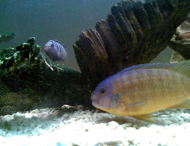 freshwater fish - cryptoheros cutteri - cutteri cichlid stocking in 53 gallons tank - X 2 freshwater fish - cryptoheros cutteri - cutteri cichlid stocking in 53 gallons tank - X 2
