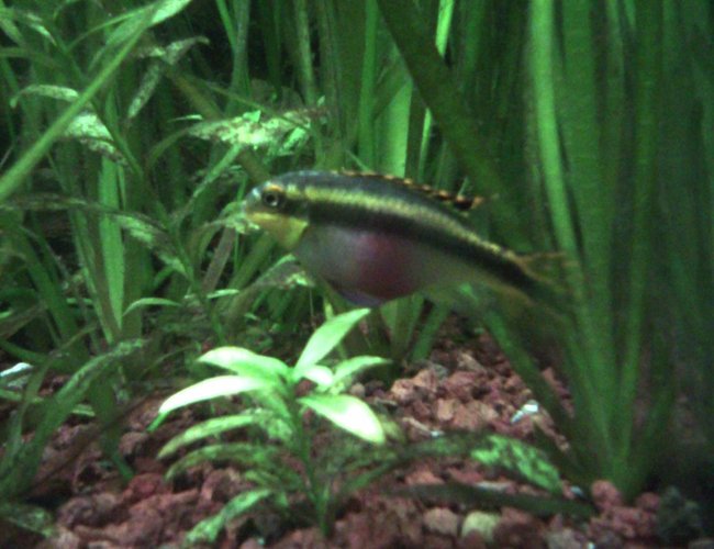 freshwater fish - pelvicachromis pulcher - kribensis cichlid stocking in 55 gallons tank - female kribensis cichlid freshwater fish - pelvicachromis pulcher - kribensis cichlid stocking in 55 gallons tank - female kribensis cichlid