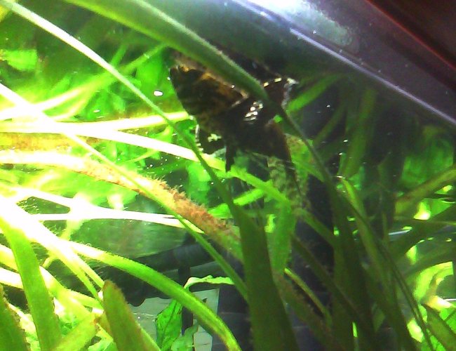 freshwater fish - pantodon buchholzi - african butterflyfish stocking in 55 gallons tank - African Butterfly Fish freshwater fish - pantodon buchholzi - african butterflyfish stocking in 55 gallons tank - African Butterfly Fish