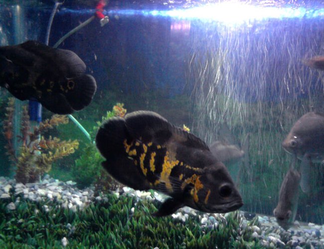 freshwater fish - astronotus ocellatus - tiger oscar stocking in 90 gallons tank - My fav freshwater fish - astronotus ocellatus - tiger oscar stocking in 90 gallons tank - My fav