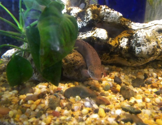 freshwater fish - polypterus senegalus - cuvier bichir stocking in 30 gallons tank - Senegal Bichir
i named him Manda Maru freshwater fish - polypterus senegalus - cuvier bichir stocking in 30 gallons tank - Senegal Bichir
i named him Manda Maru