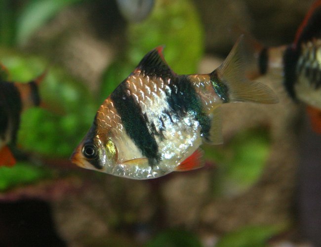 freshwater fish - puntius tetrazona - tiger barb stocking in 45 gallons tank - Tiger Barb (Puntius tetrazona)
approx. 2 years old freshwater fish - puntius tetrazona - tiger barb stocking in 45 gallons tank - Tiger Barb (Puntius tetrazona)
approx. 2 years old