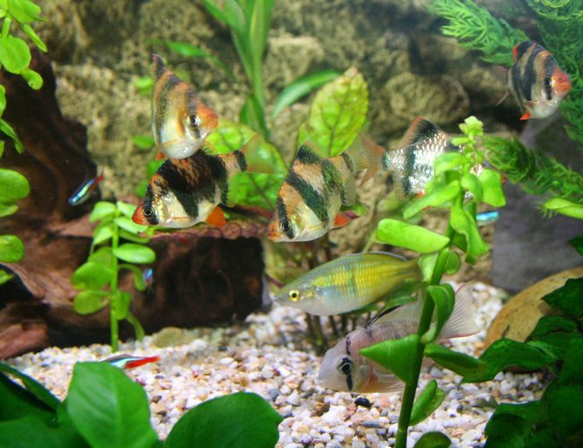 freshwater fish - puntius tetrazona - tiger barb stocking in 45 gallons tank - Tiger Barbs and Rams always want to know whats going on freshwater fish - puntius tetrazona - tiger barb stocking in 45 gallons tank - Tiger Barbs and Rams always want to know whats going on