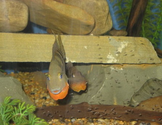 freshwater fish - thorichthys meeki - firemouth cichlid stocking in 75 gallons tank - Firemouth Cichlid Parents protecting young fry from my finger. freshwater fish - thorichthys meeki - firemouth cichlid stocking in 75 gallons tank - Firemouth Cichlid Parents protecting young fry from my finger.