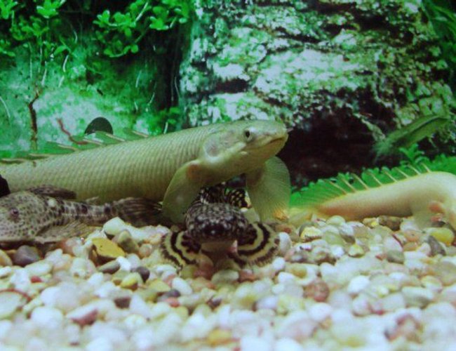 freshwater fish - polypterus senegalus - cuvier bichir stocking in 1200 gallons tank - the polypterus enjoying the tank freshwater fish - polypterus senegalus - cuvier bichir stocking in 1200 gallons tank - the polypterus enjoying the tank