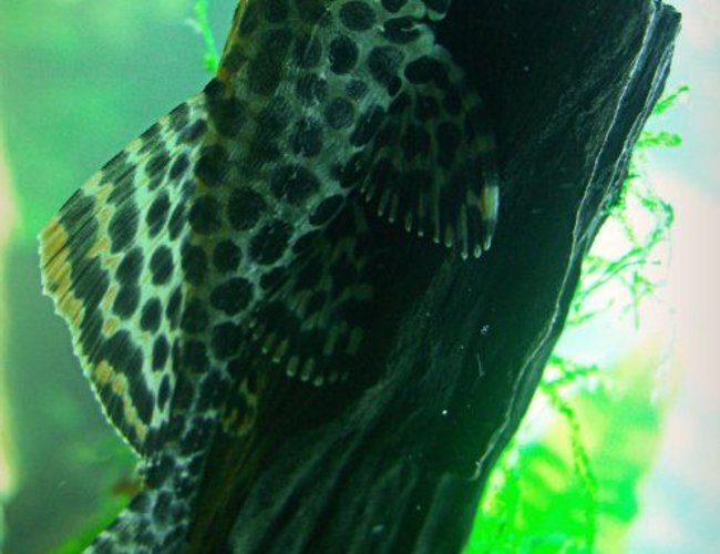 freshwater fish - glyptoperichthys gibbiceps - sailfin pleco (l-83) stocking in 1200 gallons tank - Gibbicep Pleco! freshwater fish - glyptoperichthys gibbiceps - sailfin pleco (l-83) stocking in 1200 gallons tank - Gibbicep Pleco!