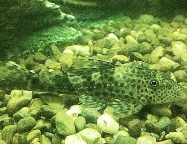 freshwater fish - glyptoperichthys gibbiceps - sailfin pleco (l-83) stocking in 1200 gallons tank - Baby spotted sailfin pleco freshwater fish - glyptoperichthys gibbiceps - sailfin pleco (l-83) stocking in 1200 gallons tank - Baby spotted sailfin pleco