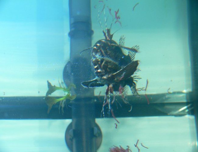 freshwater fish - pantodon buchholzi - african butterflyfish stocking in 1200 gallons tank - African Butterfly Fish freshwater fish - pantodon buchholzi - african butterflyfish stocking in 1200 gallons tank - African Butterfly Fish