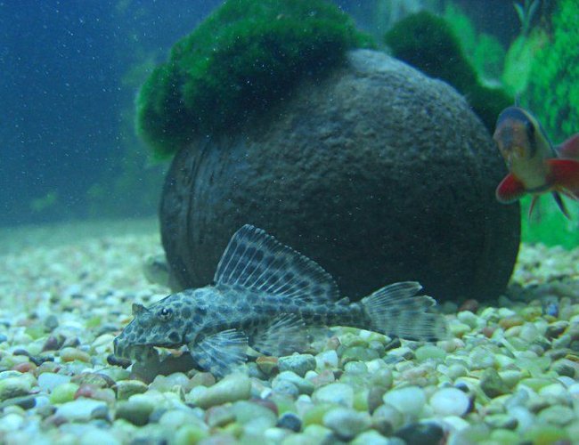 freshwater fish - glyptoperichthys gibbiceps - sailfin pleco (l-83) stocking in 1200 gallons tank - Gibbicep pleco and clown loach freshwater fish - glyptoperichthys gibbiceps - sailfin pleco (l-83) stocking in 1200 gallons tank - Gibbicep pleco and clown loach