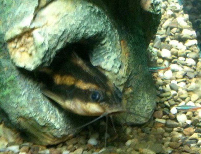 freshwater fish - platydoras costatus - striped raphael cat stocking in 1200 gallons tank - Striped raphael catfish pokin out of his statue freshwater fish - platydoras costatus - striped raphael cat stocking in 1200 gallons tank - Striped raphael catfish pokin out of his statue