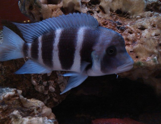 freshwater fish - cyphotilapia frontosa - frontosa cichlid stocking in 185 gallons tank - My Male Frantosa freshwater fish - cyphotilapia frontosa - frontosa cichlid stocking in 185 gallons tank - My Male Frantosa