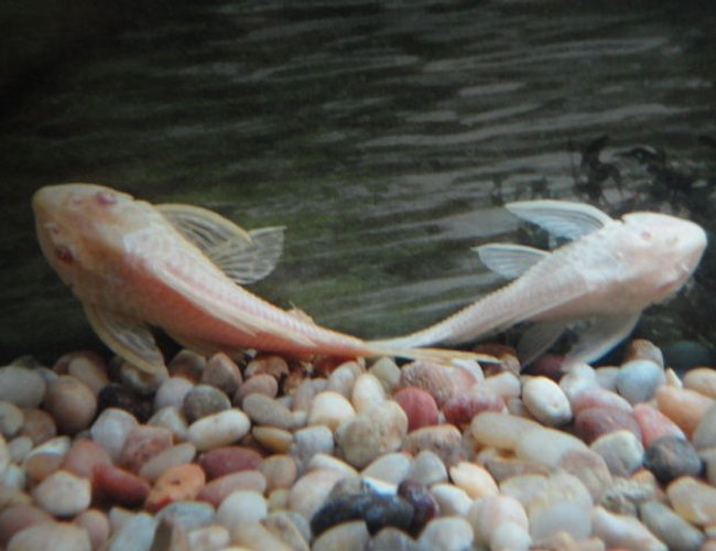 freshwater fish - glyptoperichthys gibbiceps - albino sailfin pleco stocking in 60 gallons tank - Albino Sailfin Pleco's freshwater fish - glyptoperichthys gibbiceps - albino sailfin pleco stocking in 60 gallons tank - Albino Sailfin Pleco's