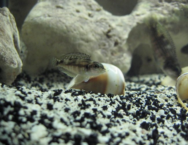 freshwater fish - lamprologus stappersi - pearly ocellatus stocking in 20 gallons tank - junior on guard freshwater fish - lamprologus stappersi - pearly ocellatus stocking in 20 gallons tank - junior on guard