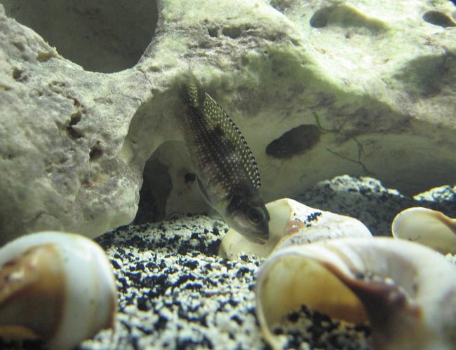 freshwater fish - lamprologus stappersi - pearly ocellatus stocking in 20 gallons tank - Male adult "lamprologus stappersi" freshwater fish - lamprologus stappersi - pearly ocellatus stocking in 20 gallons tank - Male adult "lamprologus stappersi"