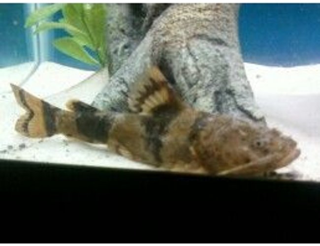 freshwater fish - oxyeleotris marmorata - marble goby stocking in 29 gallons tank freshwater fish - oxyeleotris marmorata - marble goby stocking in 29 gallons tank