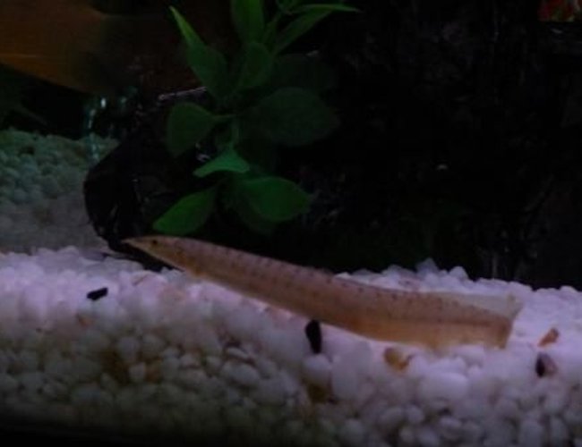 freshwater fish - macrognathus siamensis - peacock eel stocking in 100 gallons tank - Peacock Eel freshwater fish - macrognathus siamensis - peacock eel stocking in 100 gallons tank - Peacock Eel