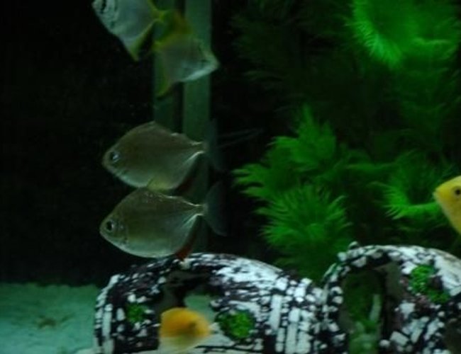freshwater fish - metynnis argenteus - silver dollar stocking in 100 gallons tank - Silver Dollars freshwater fish - metynnis argenteus - silver dollar stocking in 100 gallons tank - Silver Dollars