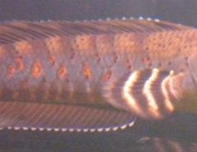 freshwater fish - channa pulchra - dwarf snakeheads stocking in 200 gallons tank - channa pulchra freshwater fish - channa pulchra - dwarf snakeheads stocking in 200 gallons tank - channa pulchra