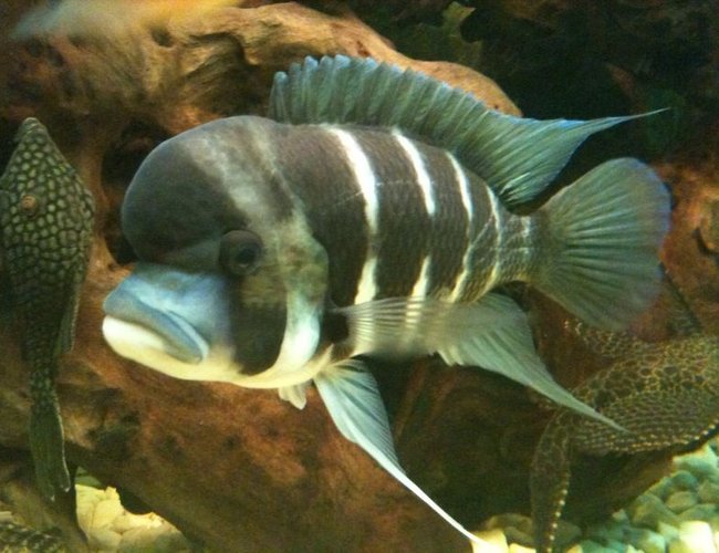 freshwater fish - cyphotilapia frontosa - frontosa cichlid stocking in 132 gallons tank - my frontosa and royal plec in background freshwater fish - cyphotilapia frontosa - frontosa cichlid stocking in 132 gallons tank - my frontosa and royal plec in background