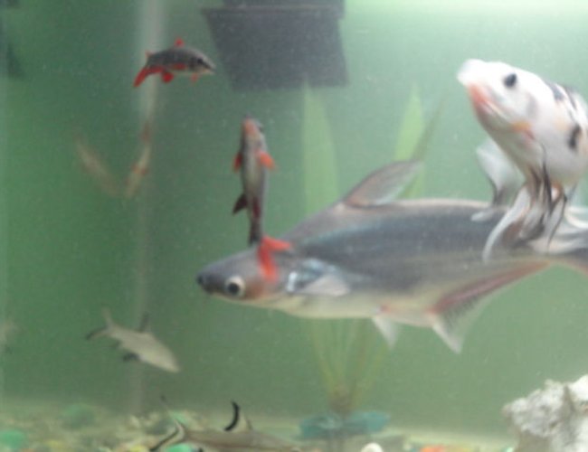 freshwater fish - galeocerdo cuvier - tiger shark stocking in 68 gallons tank - black rainbow sharks,behind albino rainbow shark,bala silver sharks,tiger shark and subyunkin gold freshwater fish - galeocerdo cuvier - tiger shark stocking in 68 gallons tank - black rainbow sharks,behind albino rainbow shark,bala silver sharks,tiger shark and subyunkin gold
