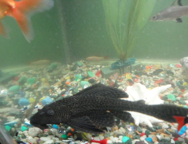 freshwater fish - glyptoperichthys gibbiceps - sailfin pleco (l-83) stocking in 68 gallons tank - my most royal and loved one pelco i bought him 4.5 yrs back oldest in my tank also grown to 12" from 1" i love him freshwater fish - glyptoperichthys gibbiceps - sailfin pleco (l-83) stocking in 68 gallons tank - my most royal and loved one pelco i bought him 4.5 yrs back oldest in my tank also grown to 12" from 1" i love him