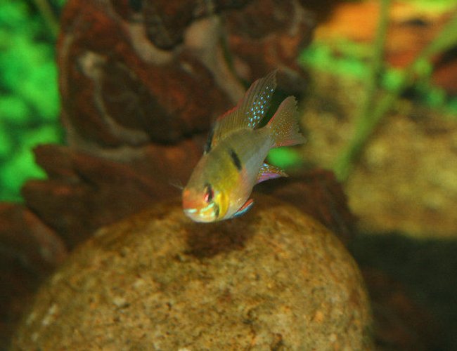 freshwater fish - papiliochromis ramirezi - german blue ram stocking in 40 gallons tank - long fin ram freshwater fish - papiliochromis ramirezi - german blue ram stocking in 40 gallons tank - long fin ram