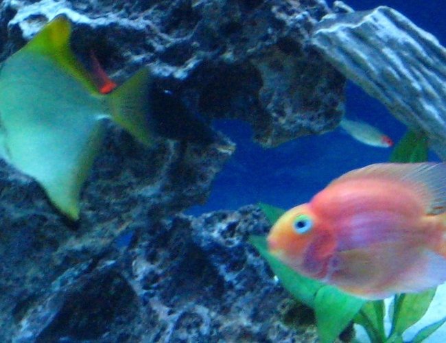 freshwater fish - monodactylus argenteus - mono stocking in 135 gallons tank - My Mono and Parrot fish freshwater fish - monodactylus argenteus - mono stocking in 135 gallons tank - My Mono and Parrot fish