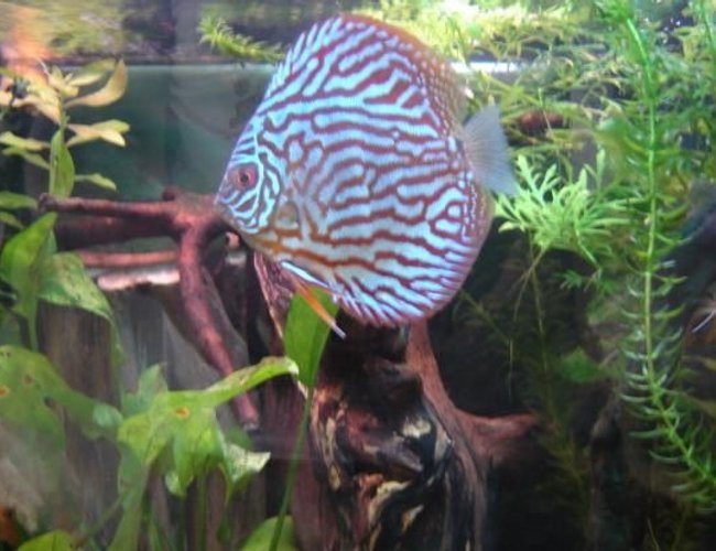 freshwater fish - symphysodon sp. - blue turquoise discus stocking in 10 gallons tank - crazy abt discus fish freshwater fish - symphysodon sp. - blue turquoise discus stocking in 10 gallons tank - crazy abt discus fish