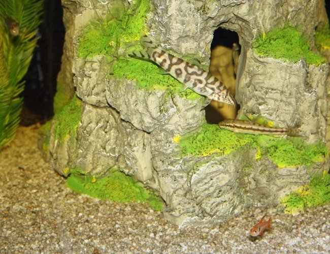freshwater fish - botia lohachata - lohachata botia loach stocking in 65 gallons tank - My Pakhistani loach and sucker loach striking up conversation. Sword Tail, Serpae Tetra, Lemon Tetra and Red Eye Tetras Listening in. freshwater fish - botia lohachata - lohachata botia loach stocking in 65 gallons tank - My Pakhistani loach and sucker loach striking up conversation. Sword Tail, Serpae Tetra, Lemon Tetra and Red Eye Tetras Listening in.