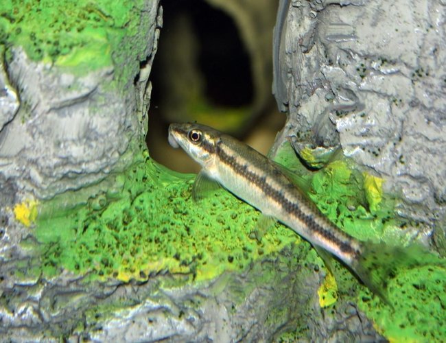 freshwater fish - gyrinocheilos aymonieri - chinese algae eater stocking in 65 gallons tank - My Sucker Loach getting ready to turn in for the night. He loves sleeping in the cave. freshwater fish - gyrinocheilos aymonieri - chinese algae eater stocking in 65 gallons tank - My Sucker Loach getting ready to turn in for the night. He loves sleeping in the cave.