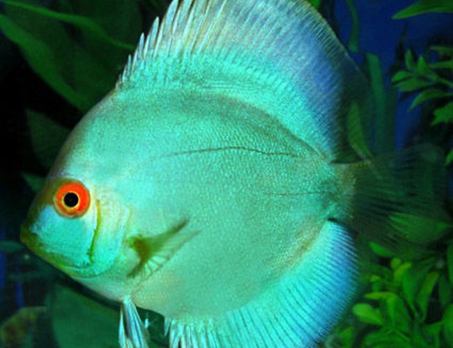 freshwater fish - symphysodon spp. - neon blue discus stocking in 60 gallons tank - my blue cobalt discus freshwater fish - symphysodon spp. - neon blue discus stocking in 60 gallons tank - my blue cobalt discus