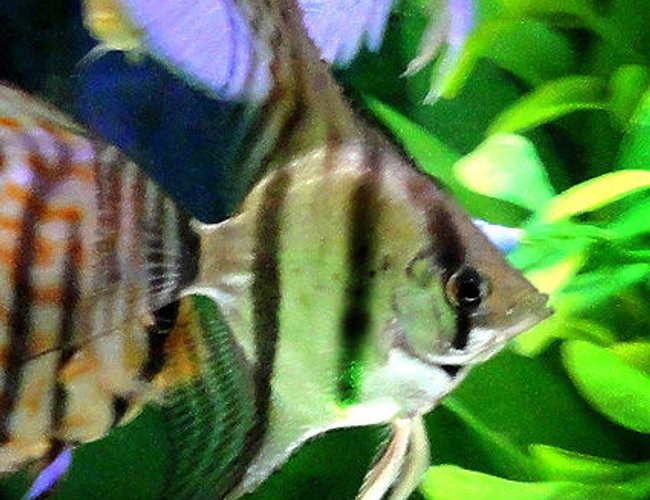 freshwater fish - pterophyllum scalare - zebra angelfish stocking in 60 gallons tank - one of my angel fishs freshwater fish - pterophyllum scalare - zebra angelfish stocking in 60 gallons tank - one of my angel fishs