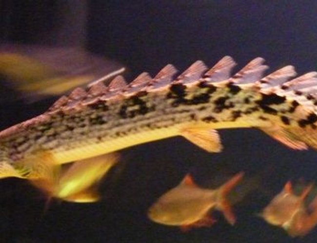 freshwater fish - polypterus ornatipinnis - ornate bichir stocking in 200 gallons tank - Bichir freshwater fish - polypterus ornatipinnis - ornate bichir stocking in 200 gallons tank - Bichir