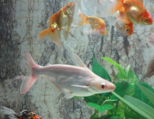 freshwater fish - carrassius auratus - fantail goldfish stocking in 68 gallons tank - gold community with non aggressive sharks,pelco,snail&turtle freshwater fish - carrassius auratus - fantail goldfish stocking in 68 gallons tank - gold community with non aggressive sharks,pelco,snail&turtle