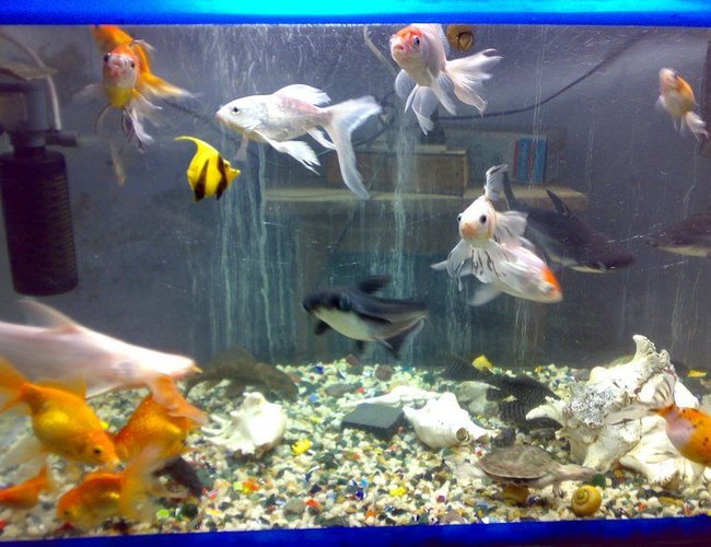 freshwater fish - carassius auratus - ryukin goldfish stocking in 68 gallons tank - older setup wen i was havin 35 gallon tank about 3.5 years back freshwater fish - carassius auratus - ryukin goldfish stocking in 68 gallons tank - older setup wen i was havin 35 gallon tank about 3.5 years back