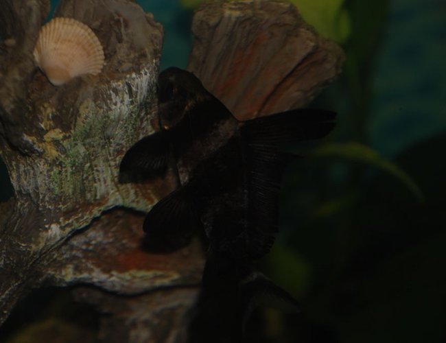 freshwater fish - myxocyprinus asiaticus - chinese hi fin banded shark stocking in 37 gallons tank - Tarot the dolphin loach freshwater fish - myxocyprinus asiaticus - chinese hi fin banded shark stocking in 37 gallons tank - Tarot the dolphin loach