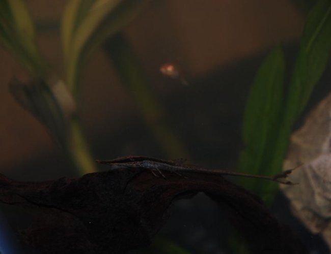 freshwater fish - farlowella gracilis - whiptail cat stocking in 37 gallons tank - Cyrano the small farlowella cat freshwater fish - farlowella gracilis - whiptail cat stocking in 37 gallons tank - Cyrano the small farlowella cat
